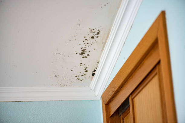 Best Attic Mold Remediation in The Galena Territory, IL