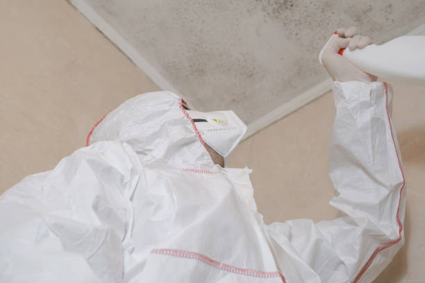 Best DIY Mold Remediation Support Services in The Galena Territory, IL