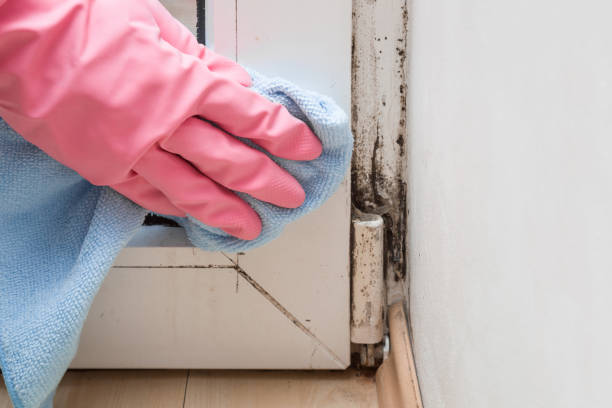 Best Basement Mold Remediation in The Galena Territory, IL
